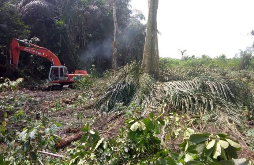 Clearing Brush