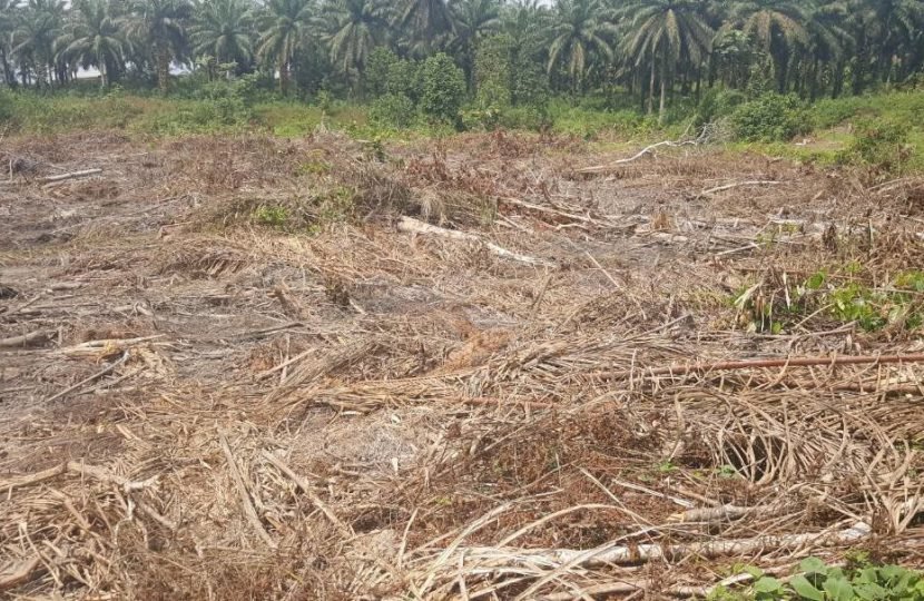 Clearing Brush